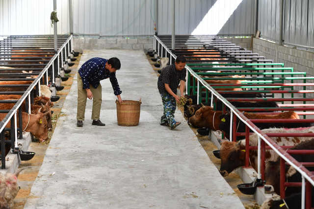 11月14日,广西大化瑶族自治县江南乡上和村,村民在养牛场喂牛.