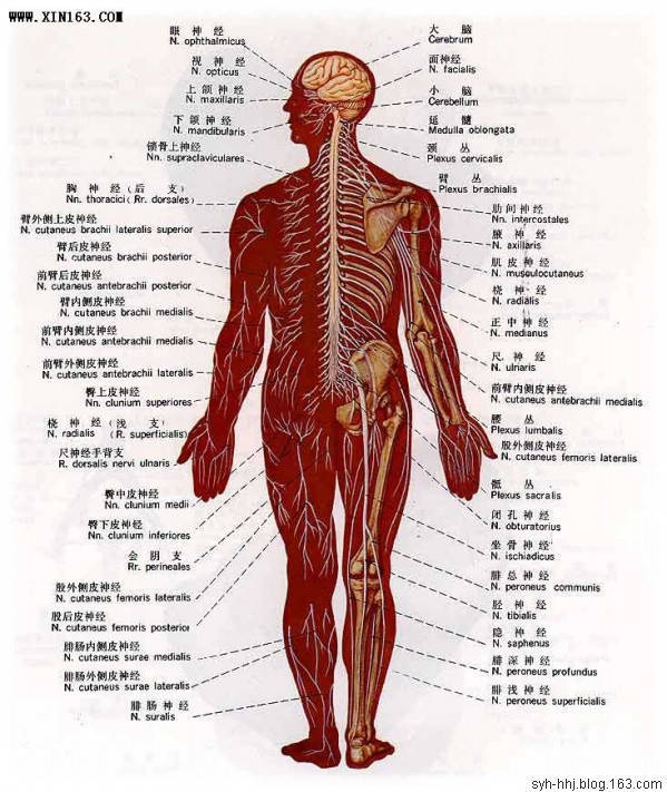 收藏!史上最全的人体解剖图