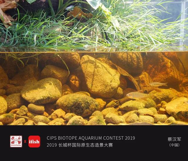 叮~2019cbac长城杯原生态造景大赛成绩单已经送达