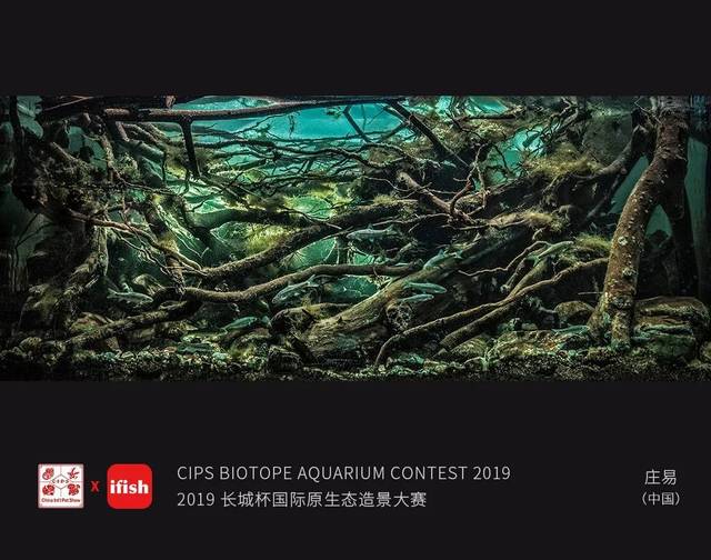 叮~2019cbac长城杯原生态造景大赛成绩单已经送达