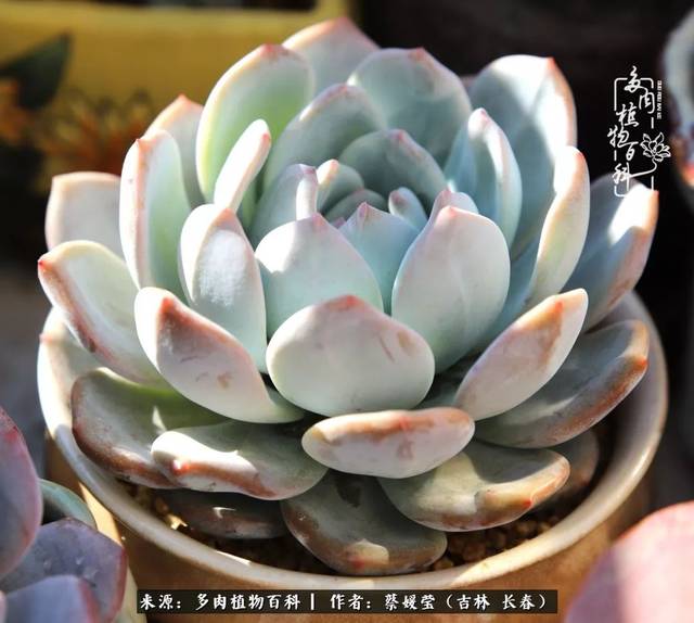 芙蓉雪莲,入坑时买的,现已长满盆
