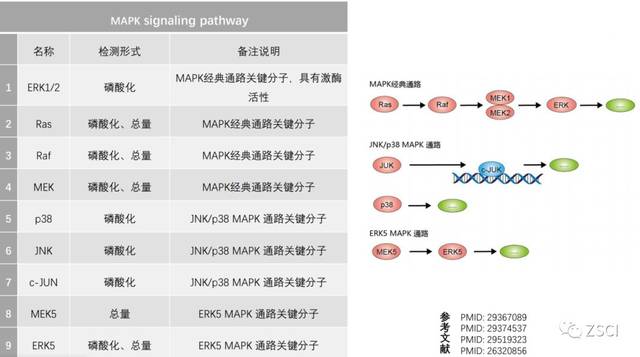 信号通路扫盲贴,常见信号通路类型都总结在这里了!