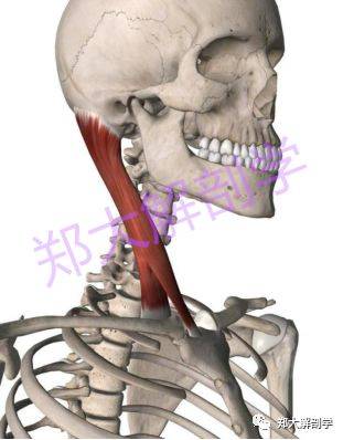 胸锁乳突肌与疼痛67扳机点生物力学分析神经筋膜链