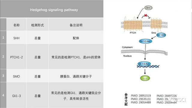 信号通路扫盲贴,常见信号通路类型都总结在这里了!