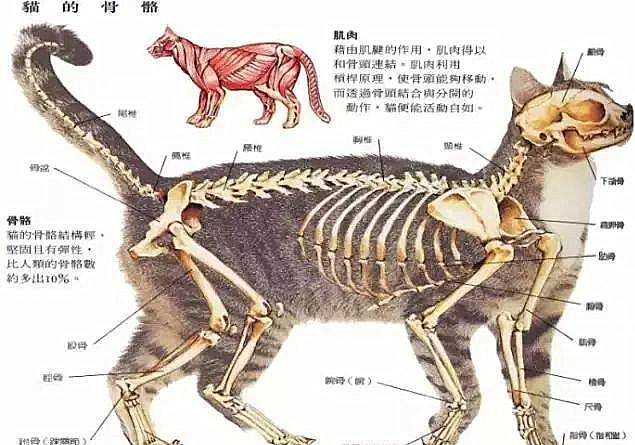 原创猫咪的形状取决于容器!特殊骨骼结构正是其成为液体动物的关键