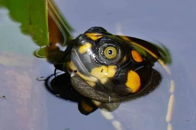 黄头侧颈龟 | 南美河流中的忍者神龟