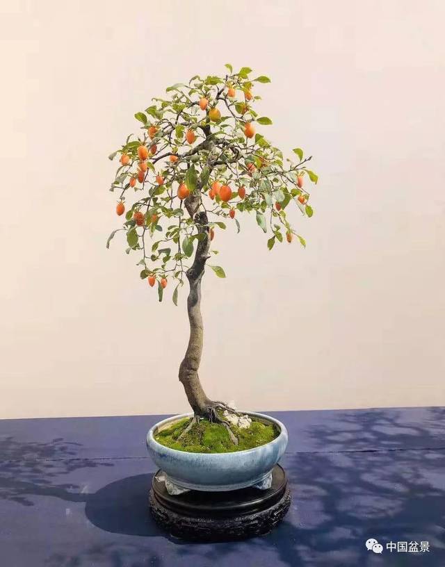 老鸦柿盆景欣赏与养护