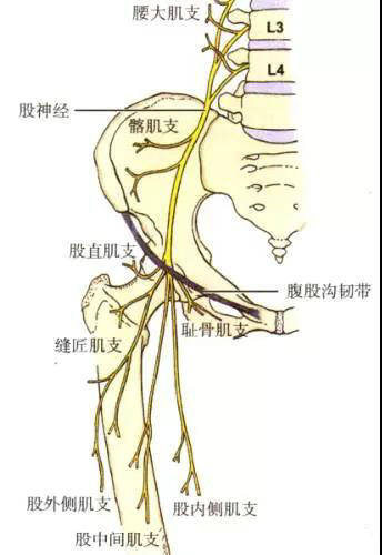 到 大腿后,立即分为下列各终支并支配其分布区的肌肉及皮肤 股神经