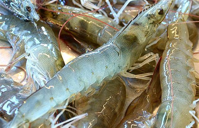 按照虾的生物结构上来说,虾线其实就是虾的肠道,虾线里面是虾的半消化