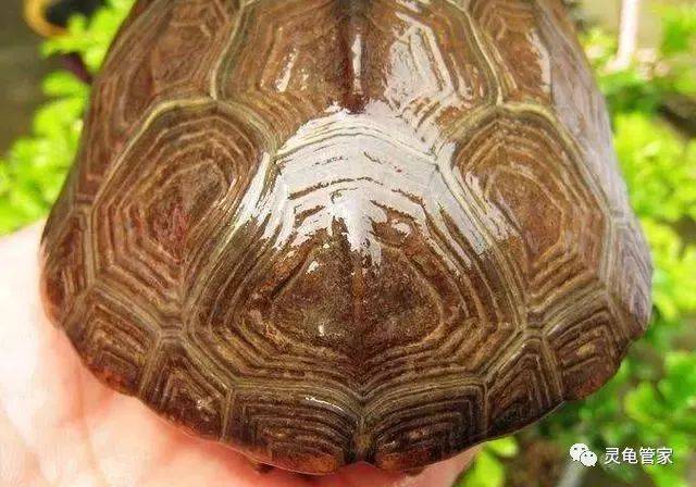 中华草龟怎样养出漂亮的刀刻纹?