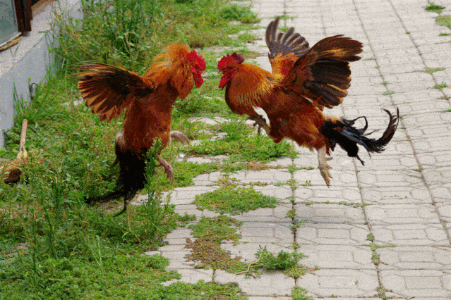 照蛋的目的是鉴别鸡蛋有无雄,也就是说挑选出经公鸡交配后生下的鸡蛋.