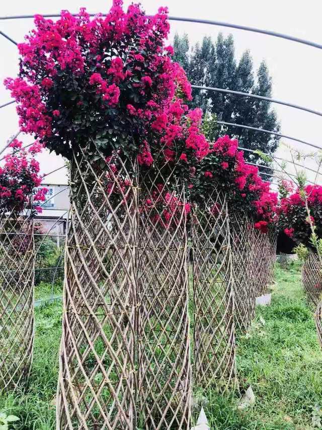 速生艳红紫薇花瓶造型 花瓶骨架制作方法 桂花花瓶