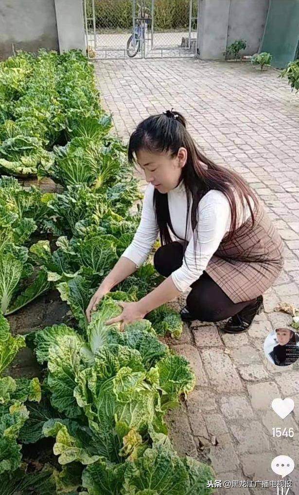 黑龙江农家女砖缝种菜成"网红"