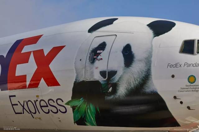 大熊猫贝贝搭乘FedEx熊猫快递号从
