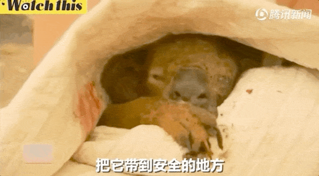 澳洲大火如世界末日!女子当场脱衣,冲进火场救考拉