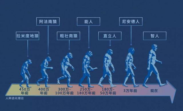 (人类进化过程)