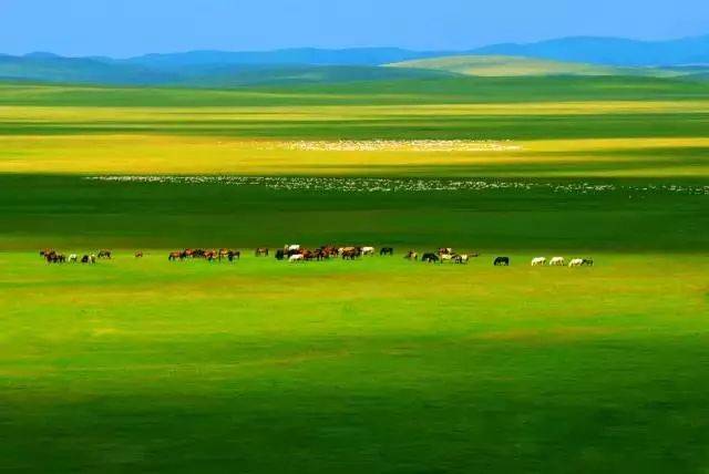 牛羊……并非每个人都去过美丽的大草原,但每个人肯定都听过草原歌曲