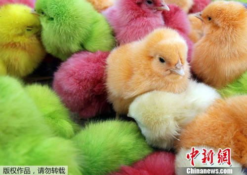 在家怎么养小鸡 cb23866fcbe848768f0bbf574bb9eb3e.jpeg