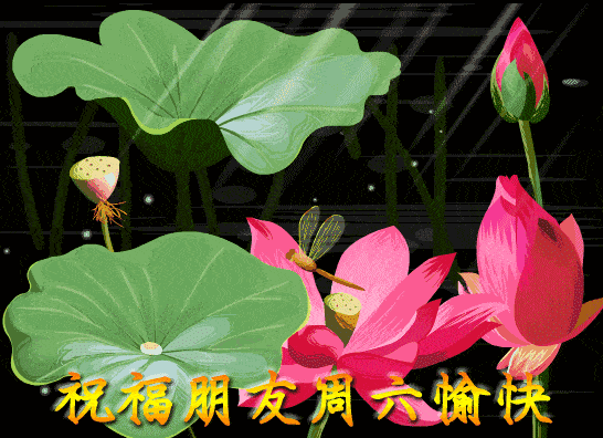 周六最新漂亮早上好动态美图鲜花带字,早晨好幸福暖心