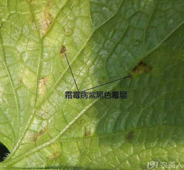 无论霜霉病叶片正面是什么样,背面一定是紫黑色的霉层.