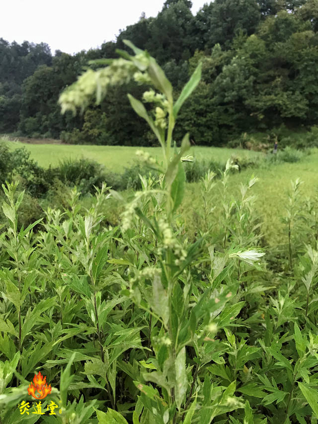 艾草是如何种植的艾草种子和艾根的挖掘