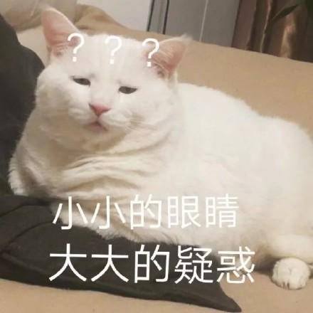 猫咪表情包合集|大声点,我近视