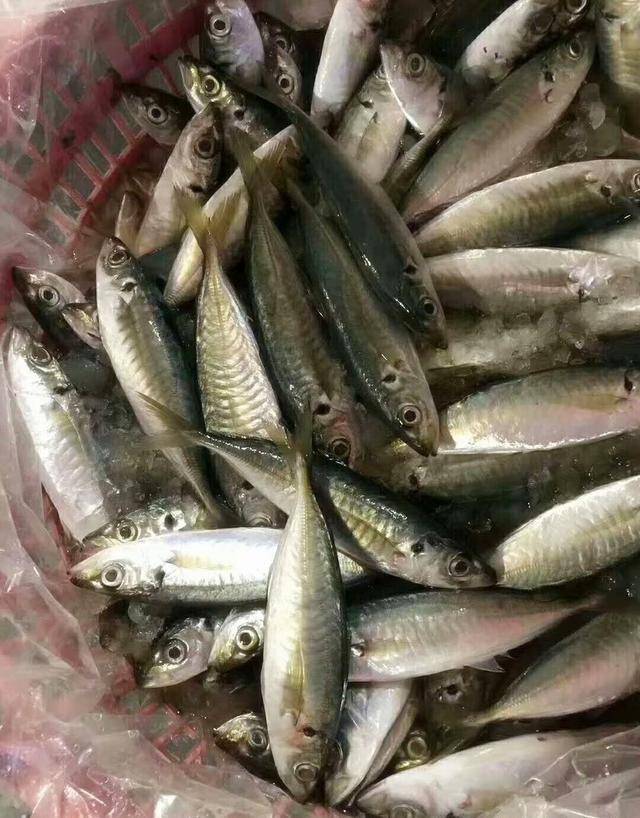 以后去市场,买这5种海鱼,便宜又好吃,鱼铺老板都要夸你懂行
