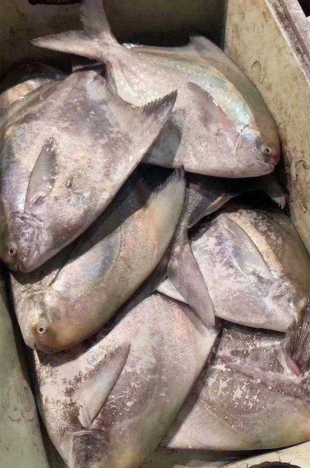 以后去市场,买这5种海鱼,便宜又好吃,鱼铺老板都要夸你懂行