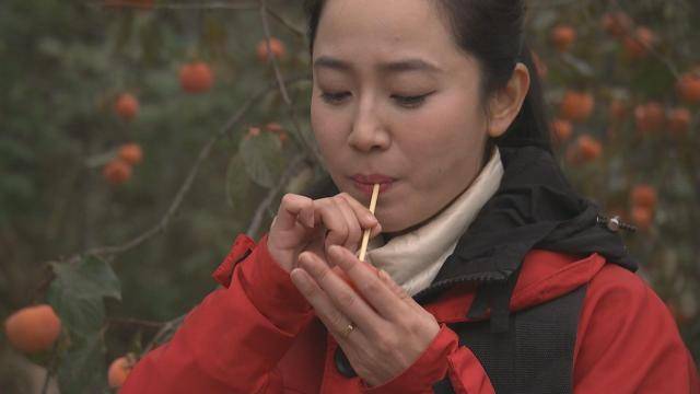 产业电商陕西临潼:红柿子“牵手”电商火红产业果农富