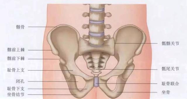「外科康复」骨盆解剖:骶骨,尾骨,髂骨,坐骨,耻骨