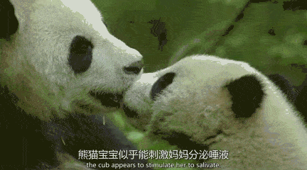 心酸——野生熊猫宝宝只能通过吃妈妈的口水消毒