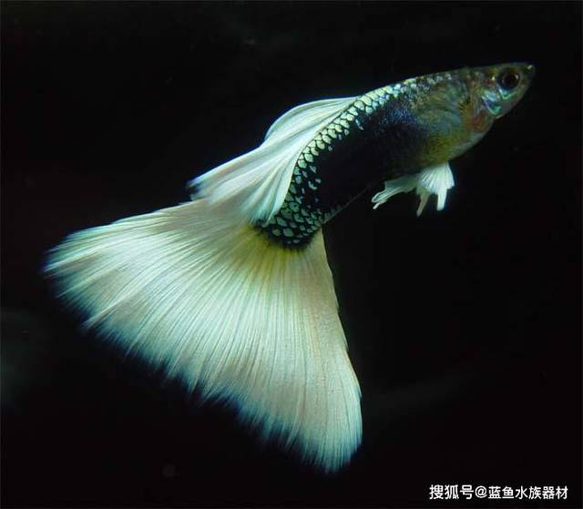 孔雀鱼分类大全(鳍形分类)_手机搜狐网