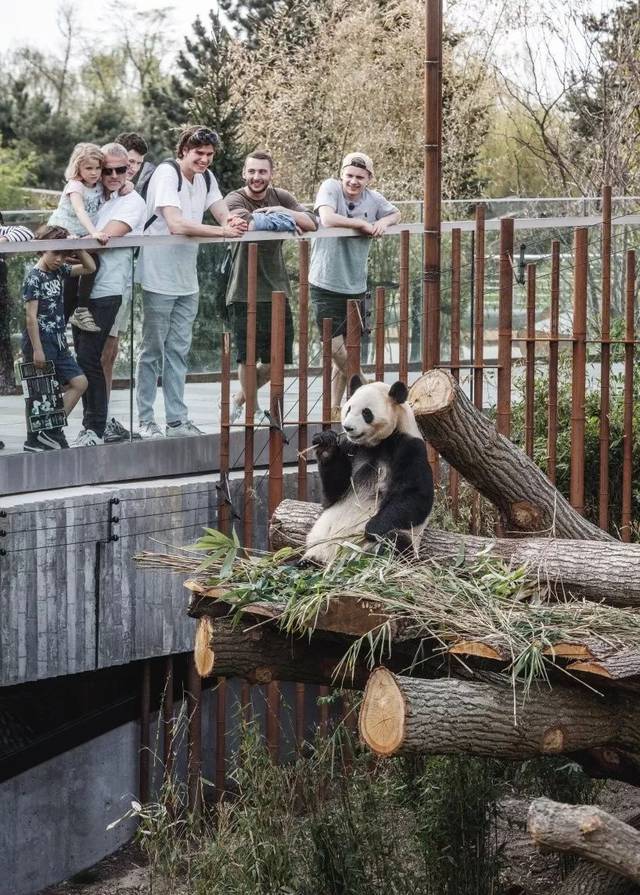 丹麦,哥本哈根动物园阴阳熊猫馆 bjarke ingels group_手机搜狐网