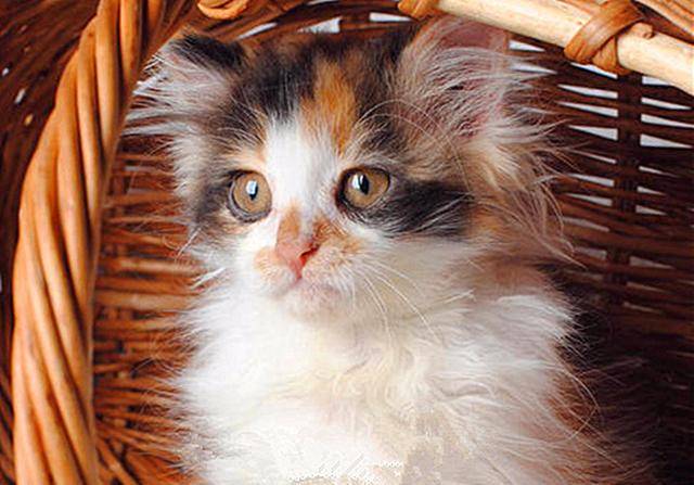 三花猫热衷温泉,窝在池中石头上一动不动,路人