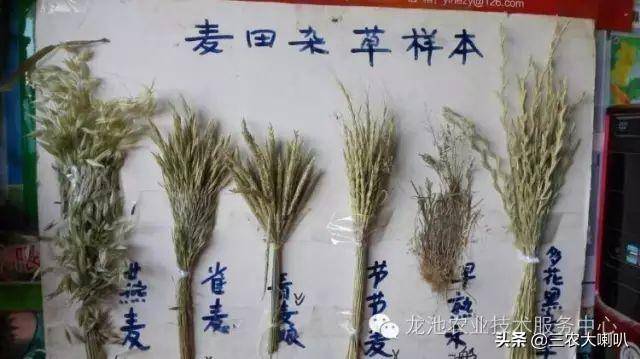 野燕麦幼苗的根茎处发白,表明被柔毛,无叶耳,叶面稍宽,叶片逆时针生长