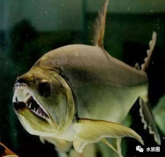 真正凶猛的并不是水虎鱼而是南美加拉辛牙鱼