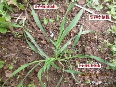 雀麦花序 3,野燕麦 野燕麦幼苗的根茎处发白,表明被柔毛,无叶耳,叶面