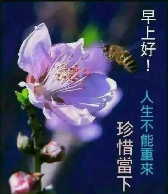 11月早晨好的问候语和图片 早晨好表情包简单句子