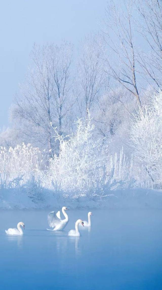 zen- 洁白的霜雪与高雅的天鹅 好像是世界上最和谐的搭配