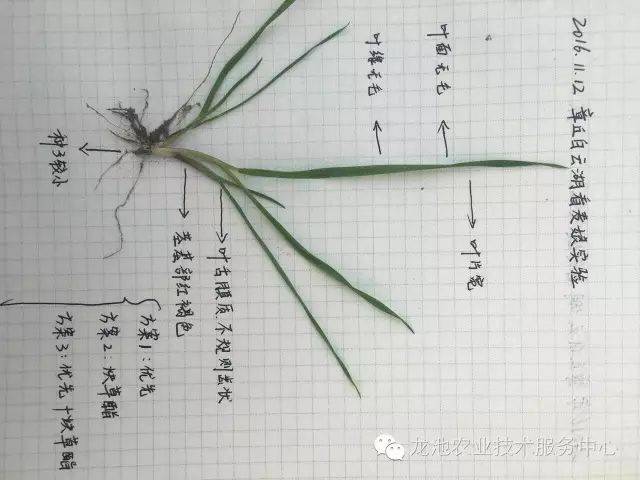 小麦田杂草图谱及化学除草技术,节节麦,燕麦.