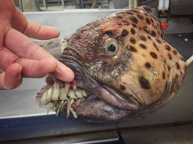 俄罗斯渔民分享自己抓到的深海怪鱼,长相怪异宛如外星