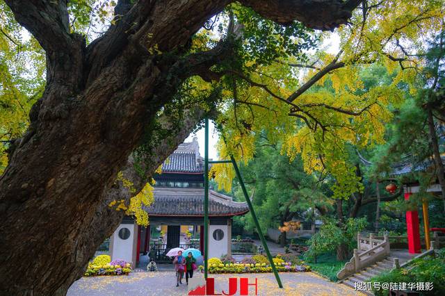 惠山寺一棵600多岁的银杏王,无锡最有名气的古树