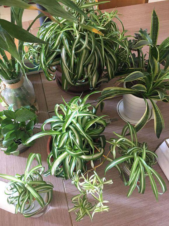 冬季耐寒植物,卷叶吊兰来一盆,新手更加容易养!