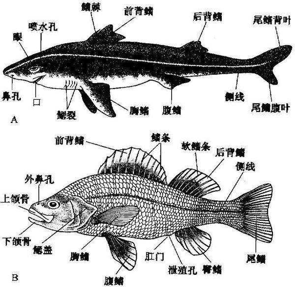 鱼类的感觉器官:侧线鳞与鱼类(鲫鱼)分类的重要依据