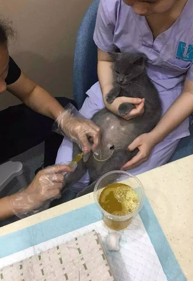 猫传腹全称是猫传染性腹膜炎, 感染猫冠状病毒而引起的疾病,能侵入巨