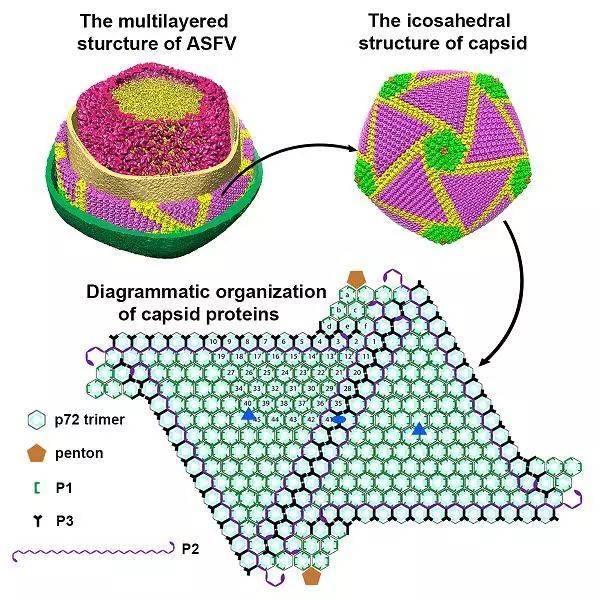 研究人员鉴定出了多种衣壳蛋白,分别是主要衣壳蛋白p72(major capsid