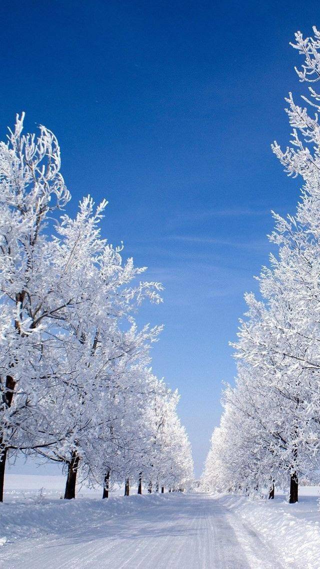 原创你那里下雪了吗?14款创意雪花高清手机壁纸,等你带走