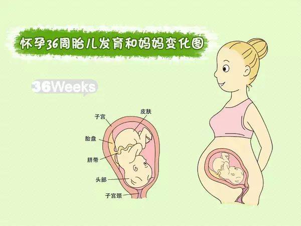 怀孕1-40周胎儿发育和妈妈变化!