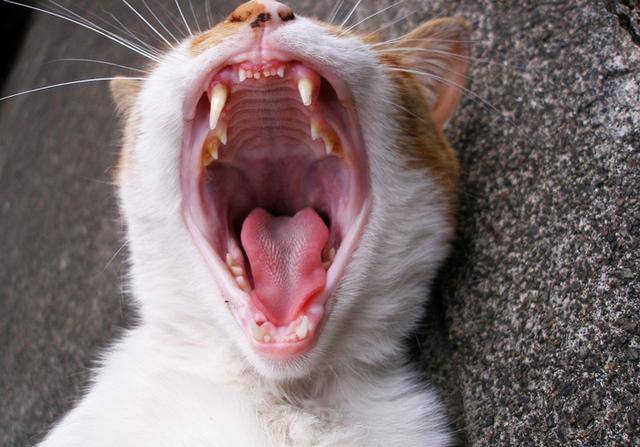 辟谣,猫咪牙齿有洞就是蛀牙?牙吸收常被误认,危害却并