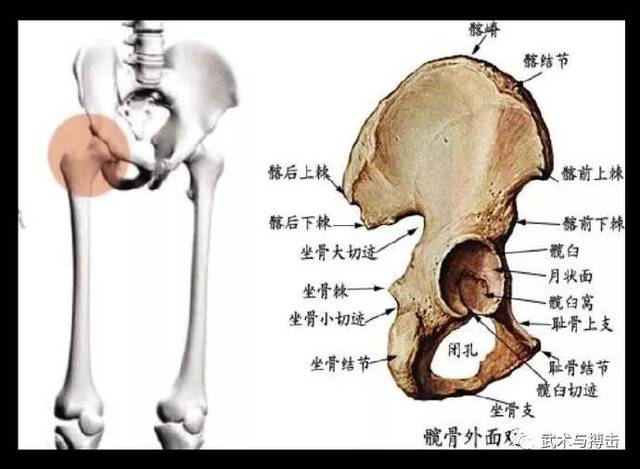 翻胯可使背部形成翻浪劲,跟尾闾对接可形成螺旋劲